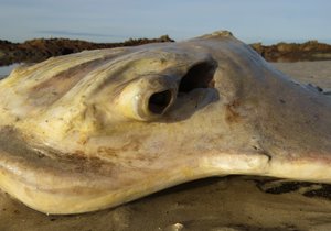Eagle Ray beached